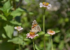 Madame peinte Butterfly avec les ailes fermées sur un Zinnia images libres de droits Madame peinte Butterfly avec les ailes fermées sur un Zinnia images libres de droits