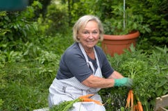 Madame supérieure au jardin tenant des carottes Images stock Madame supérieure au jardin tenant des carottes Images stock