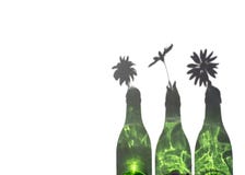 Madeliefjes in Groene Fles stock afbeelding Madeliefjes in Groene Fles stock afbeelding