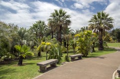 Madera ogród botaniczny Funchal, madera,/- Kwiecień 22, 2017: stronniczo palący cycads po ogieni w 2016 i drzewka palmowe Obraz Stock Madera ogród botaniczny Funchal, madera,/- Kwiecień 22, 2017: stronniczo palący cycads po ogieni w 2016 i drzewka palmowe Obraz Stock