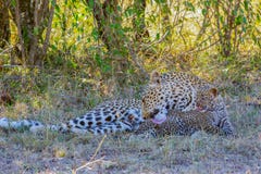 Madre del leopardo que lame el leopardo del bebé fotografía de archivo libre de regalías Madre del leopardo que lame el leopardo del bebé fotografía de archivo libre de regalías