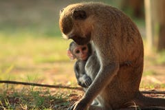 Madre del mono de Vervet con el bebé Madre del mono de Vervet con el bebé
