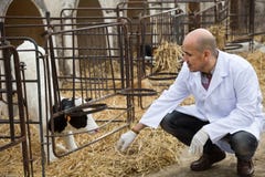 Madure al técnico veterinario que trabaja con las vacas lechosas en establo al aire libre foto de archivo Madure al técnico veterinario que trabaja con las vacas lechosas en establo al aire libre foto de archivo