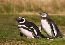 Magellanic penguin με ένα νεανικό περπάτημα στη χλόη στοκ φωτογραφίες Magellanic penguin με ένα νεανικό περπάτημα στη χλόη στοκ φωτογραφίες