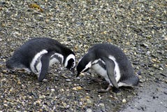 Magellanic penguins που εκτελεί μια επίδειξη ζευγαρώματος σε ένα δύσκολο νησί κοντά σε Ushuaia, Αργεντινή στοκ φωτογραφία με δικαίωμα ελεύθερης χρήσης Magellanic penguins που εκτελεί μια επίδειξη ζευγαρώματος σε ένα δύσκολο νησί κοντά σε Ushuaia, Αργεντινή στοκ φωτογραφία με δικαίωμα ελεύθερης χρήσης