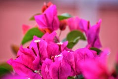 Magenta bougainvillea z plamy tłem zdjęcia royalty free Magenta bougainvillea z plamy tłem zdjęcia royalty free