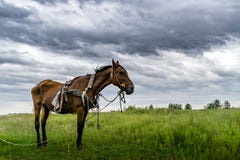 Mager häst i grönt gräs royaltyfria bilder Mager häst i grönt gräs royaltyfria bilder