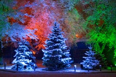 Magic Christmas tree royalty free stock image Magic Christmas tree royalty free stock image