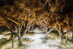 Magic dark forest Stock Image Magic dark forest Stock Image