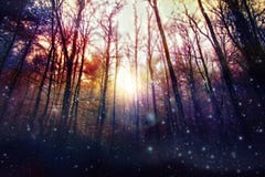 Magic forest, enchanted trees, sun backlit