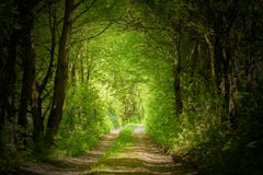 Magic forest path