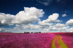 Magic Landscape - Pink Field And Sky With Real Sta Royalty Free Stock Images