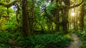 Magical Forest stock photo Magical Forest stock photo