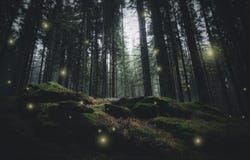 Magical Lights In Pine Tree Forest Royalty Free Stock Photos Magical Lights In Pine Tree Forest Royalty Free Stock Photos
