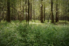 magical skog royaltyfri foto magical skog royaltyfri foto