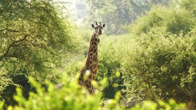Magnifficent giraffe standing still and looking at camera. Portrait of exotic mammal through trees with little birds