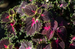 Violet and green leaves of a koleus plant, Plectranthus scutellarioides stock image Violet and green leaves of a koleus plant, Plectranthus scutellarioides stock image