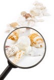 Magnifier On Seashells Stock Photo Magnifier On Seashells Stock Photo