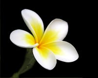 magnolia magnolia