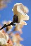 magnolia стоковое фото rf magnolia стоковое фото rf