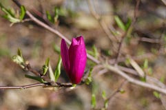 Magnolia Royalty Free Stock Images