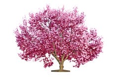 Magnolia blooming tree