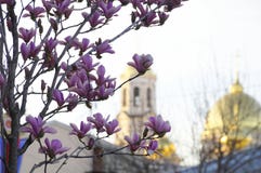 Magnolia de floraison sur le fond d'une ?glise orthodoxe photographie stock Magnolia de floraison sur le fond d'une ?glise orthodoxe photographie stock