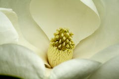Magnolia Flower Royalty Free Stock Image Magnolia Flower Royalty Free Stock Image