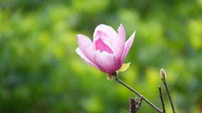 Magnolia πιατακιών στοκ φωτογραφίες Magnolia πιατακιών στοκ φωτογραφίες
