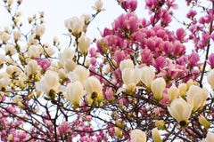magnolia цветения стоковое фото magnolia цветения стоковое фото