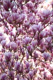 magnolia цветеня стоковая фотография rf magnolia цветеня стоковая фотография rf