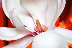 magnolia цветка стоковое изображение rf magnolia цветка стоковое изображение rf