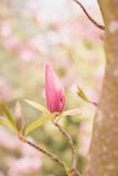 magnolias arkivfoto magnolias arkivfoto