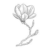 magnolie Hand gezeichnete Illustration auf einem weißen Hintergrund, vektor abbildung magnolie Hand gezeichnete Illustration auf einem weißen Hintergrund, vektor abbildung