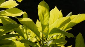 Magnolie verlässt makro schwarzen Hintergrund lizenzfreie stockfotografie Magnolie verlässt makro schwarzen Hintergrund lizenzfreie stockfotografie