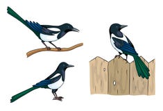 Magpies - vector illustration Stock Images Magpies - vector illustration Stock Images