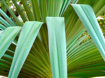 Maguey στοκ εικόνες με δικαίωμα ελεύθερης χρήσης Maguey στοκ εικόνες με δικαίωμα ελεύθερης χρήσης
