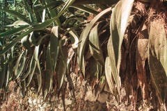 Maguey växter i skogen royaltyfri fotografi Maguey växter i skogen royaltyfri fotografi