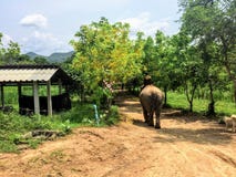 Mahout ехать его слон через земли ElephantsWorld вне Kanchanaburi Таиланда стоковое фото Mahout ехать его слон через земли ElephantsWorld вне Kanchanaburi Таиланда стоковое фото