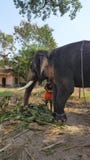 Mahout кормить угрожаемый индийский слона в виске стоковое фото rf Mahout кормить угрожаемый индийский слона в виске стоковое фото rf