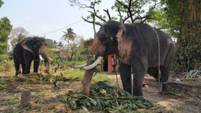 Mahout кормить угрожаемый индийский слона в виске стоковое изображение rf Mahout кормить угрожаемый индийский слона в виске стоковое изображение rf