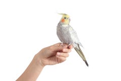Main de femme tenant un bel oiseau de cockatiel images stock Main de femme tenant un bel oiseau de cockatiel images stock