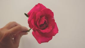 Main femelle tenant la branche fraîche du vintage Rose rouge rosâtre photo libre de droits Main femelle tenant la branche fraîche du vintage Rose rouge rosâtre photo libre de droits