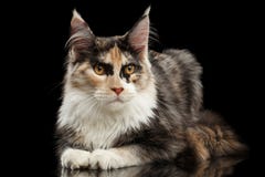 Maine Coon Cat Lying, Curious Looking in Camera, Black