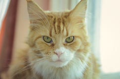 Maine Coon Cat närbildstående royaltyfri bild Maine Coon Cat närbildstående royaltyfri bild
