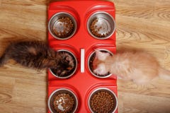 Maine Coon-de katjes eten droog voedsel van ijzerkommen royalty-vrije stock foto Maine Coon-de katjes eten droog voedsel van ijzerkommen royalty-vrije stock foto