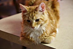 Maine Coon rossa fotografia stock libera da diritti Maine Coon rossa fotografia stock libera da diritti