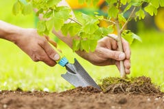 Mains plantant le petit arbre avec des racines dans un jardin photographie stock libre de droits Mains plantant le petit arbre avec des racines dans un jardin photographie stock libre de droits