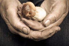 Mains évasées d'une femme agée avec le champignon blanc photos libres de droits Mains évasées d'une femme agée avec le champignon blanc photos libres de droits