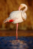 Maior flamingo do pássaro grande cor-de-rosa bonito, ruber de Phoenicopterus, plumagem de limpeza na obscuridade - água azul, com Imagem de Stock Maior flamingo do pássaro grande cor-de-rosa bonito, ruber de Phoenicopterus, plumagem de limpeza na obscuridade - água azul, com Imagem de Stock